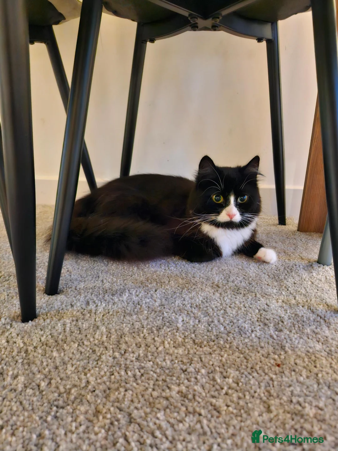 British Longhair cats for sale: British longhair female for rehome  - Advert 2