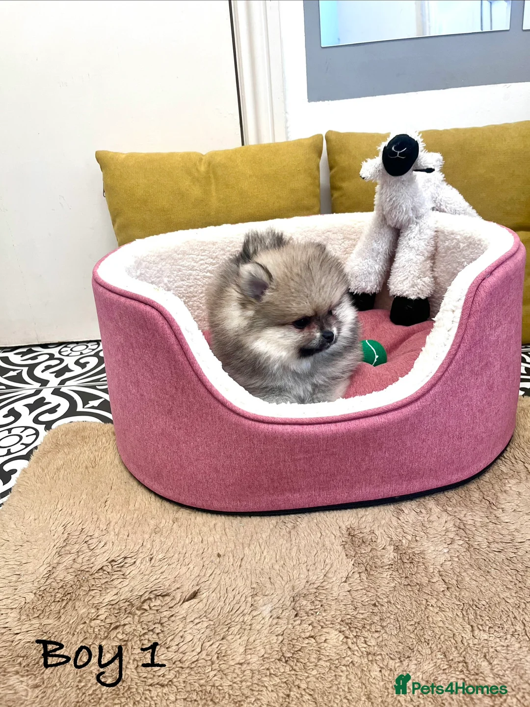 Pomeranian dogs for sale: Top Quality 🐻 Teddy Bears  - Advert 19