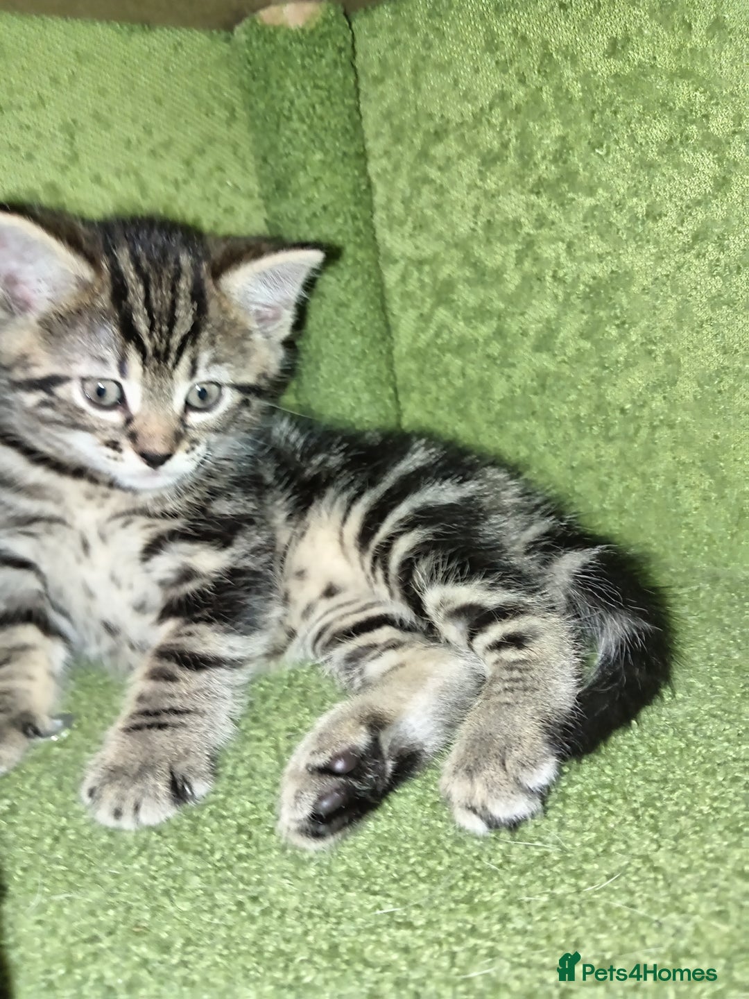 Mixed Breed cats for sale: Short hair white kitten for sale she is beautiful  - Advert 13