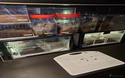 Tarantulas invertebrates for sale: Rehoming Collection of 17 Tarantulas, 1 Scorpion - Image 18