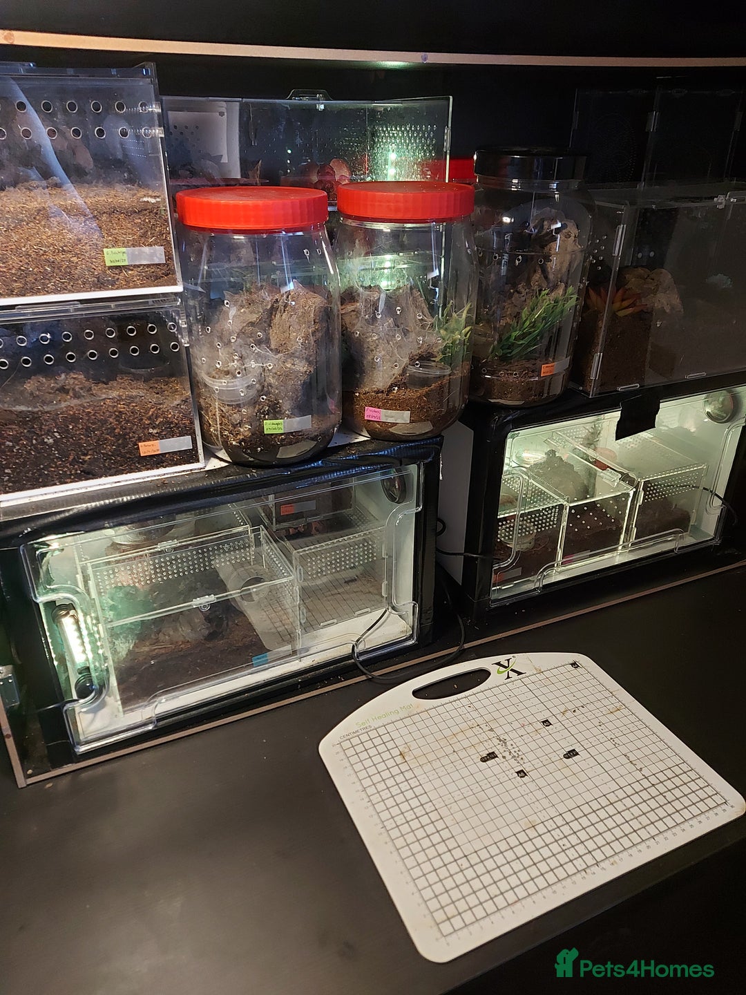 Tarantulas invertebrates for sale: Rehoming Collection of 17 Tarantulas, 1 Scorpion - Image 18