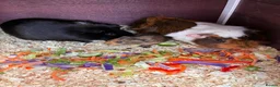 Guinea Pig rodents for sale: guinea pigs  in Melton Mowbray - Advert 7