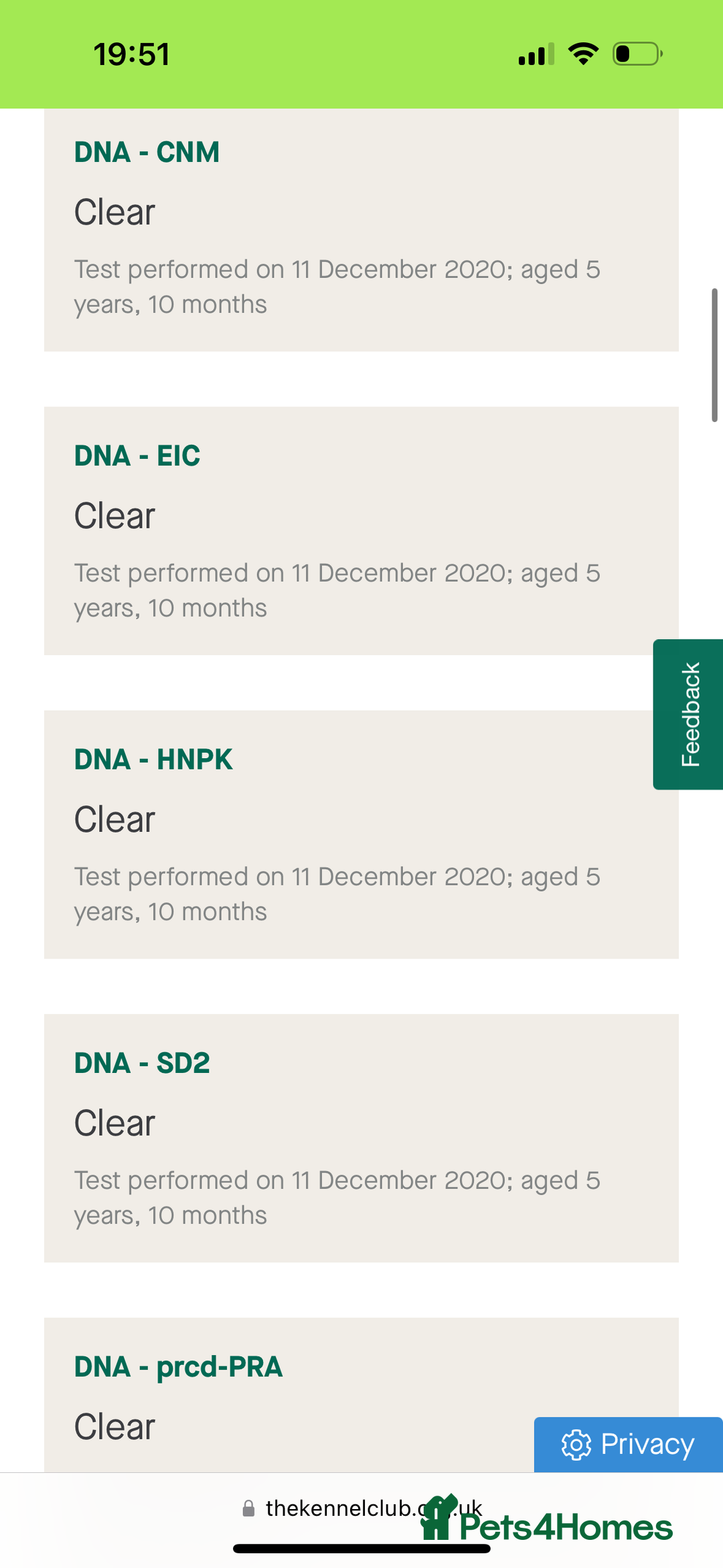 Labrador Retriever dogs for stud: Fully Health Tested Fox Red Labrador at Stud in Peterborough - Advert 2