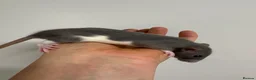 Rat rodents for sale: Rats  - Advert 5