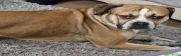 Mixed Breed dogs for sale: Buddy needs a new home  - Advert 5