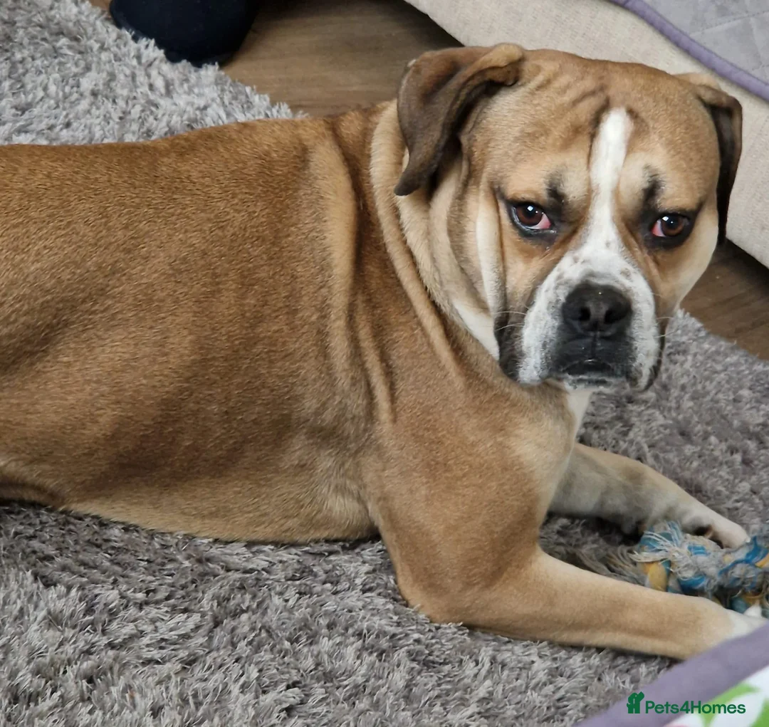 Mixed Breed dogs for sale: Buddy needs a new home  - Advert 5