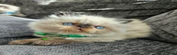 Persian cats for sale: Stunning Persian Kittens  - Advert 7