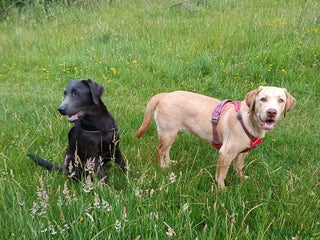 Labrador Retriever dogs - Advert 11