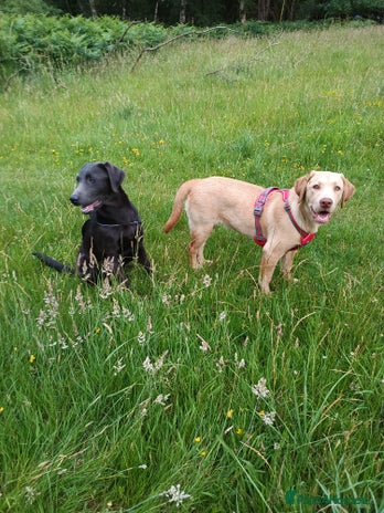 Labrador Retriever dogs - Advert 12