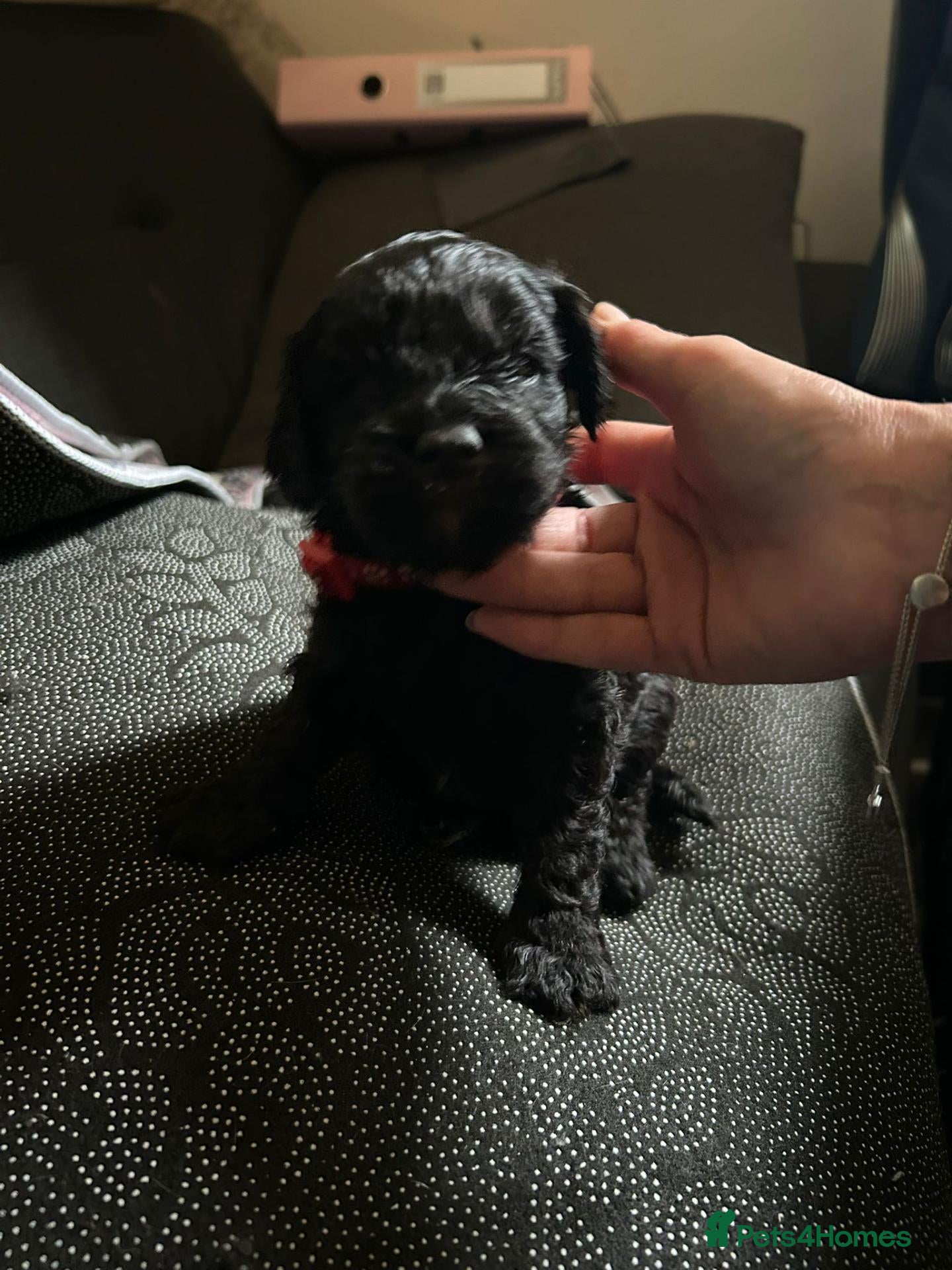 Cavapoo dogs F1 Cavapoo Puppies - Advert 3