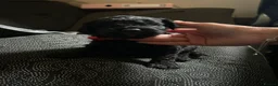 Cavapoo dogs for sale: F1 Cavapoo Puppies - Advert 2