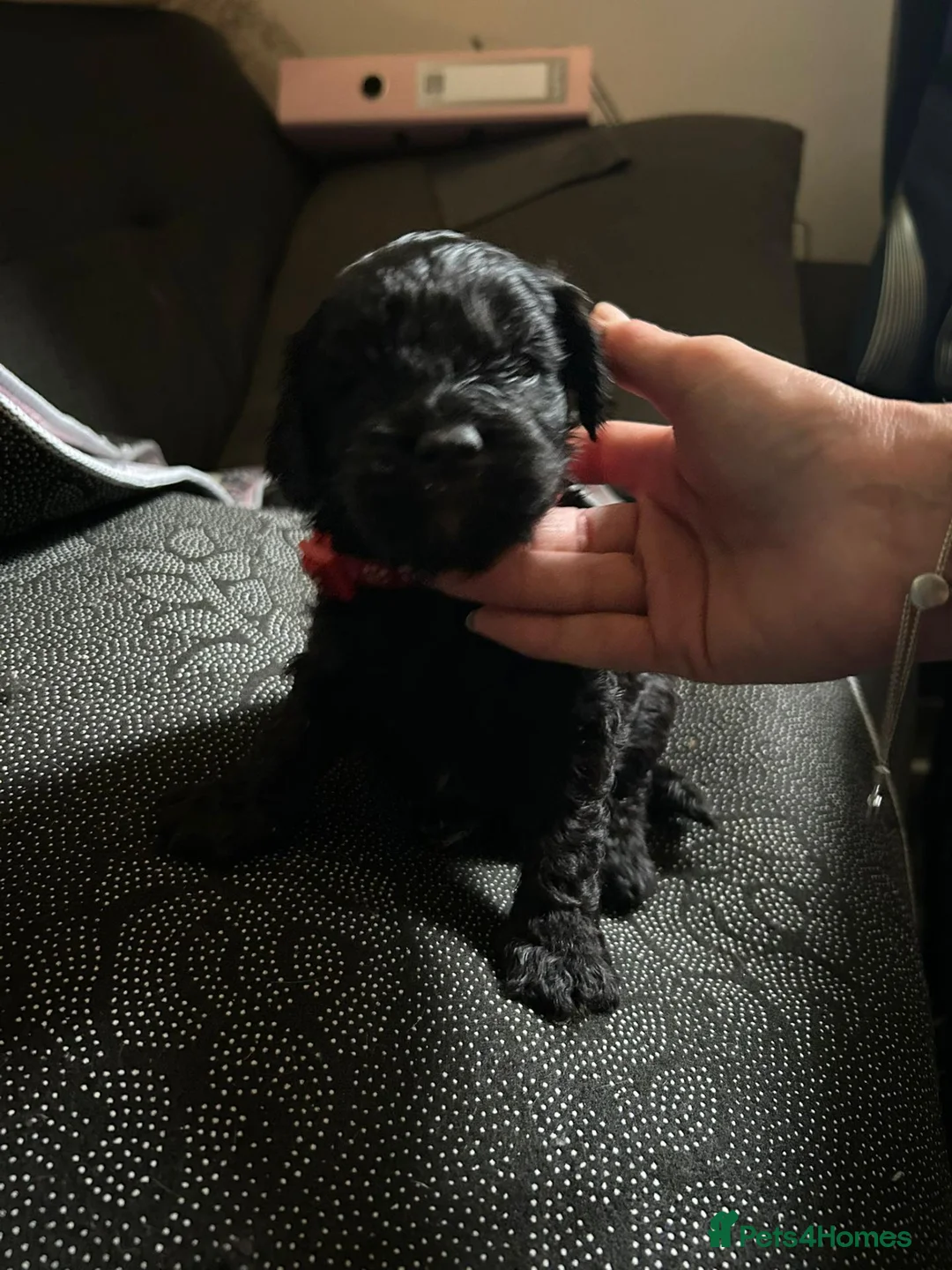 Cavapoo dogs for sale: F1 Cavapoo Puppies - Advert 2