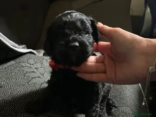 Cavapoo dogs F1 Cavapoo Puppies - Advert 3