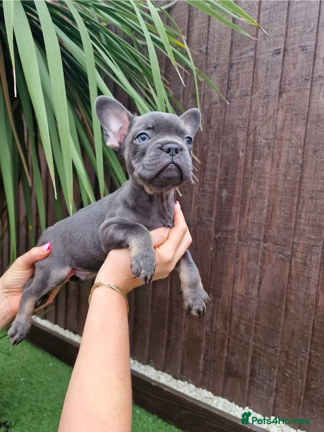 French Bulldog dogs for sale: French bulldog - Advert 8