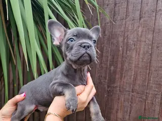 French Bulldog dogs French bulldog - Advert 2