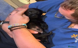 Mixed Breed dogs for sale: Beautiful DoxiPoo puppies  - Image 20