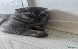 Scottish Fold cats for sale: Scottish Fold Kittens Ready for Permanent Homes ✨ - Image 8
