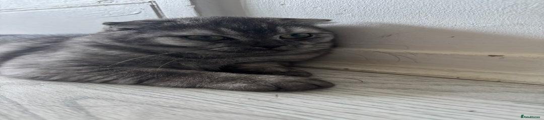 Scottish Fold Kitten 1 smokey