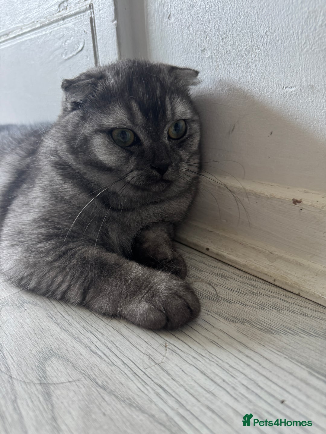 Scottish Fold cats for sale: Scottish Fold Kittens Ready for Permanent Homes ✨ - Image 8