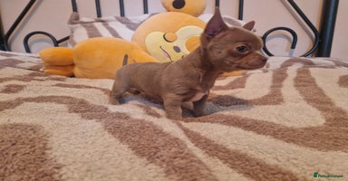Chihuahua dogs - Advert 7