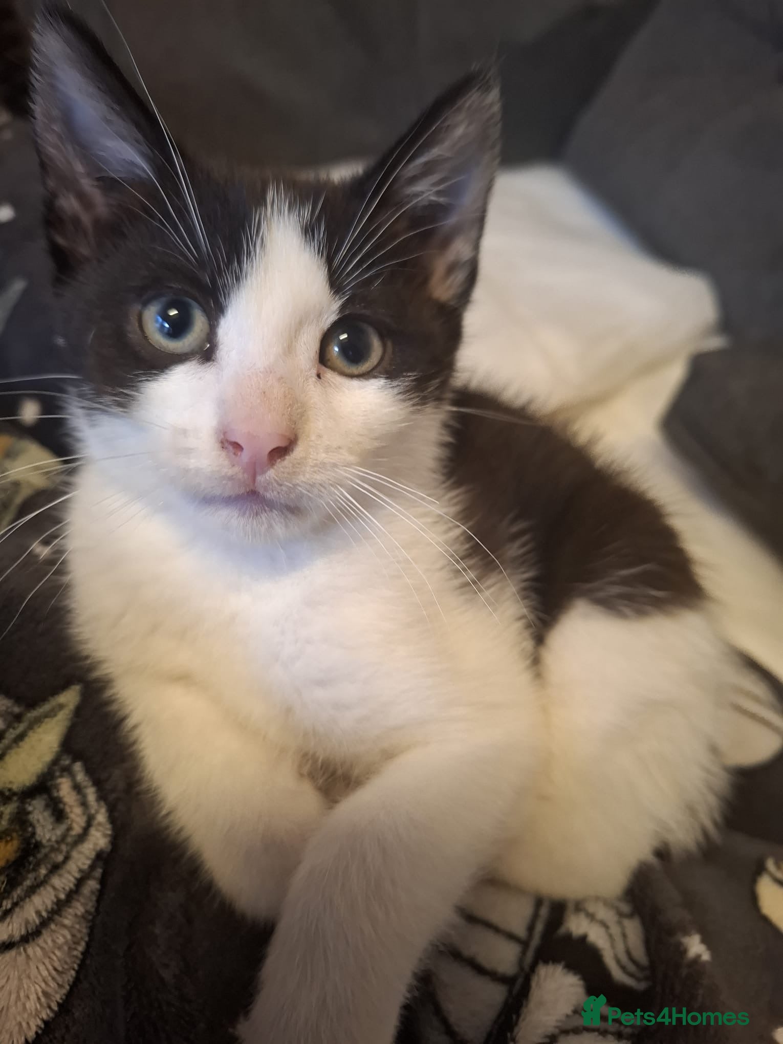 Mixed Breed cats Gorgeous Male Kitten - Advert 5