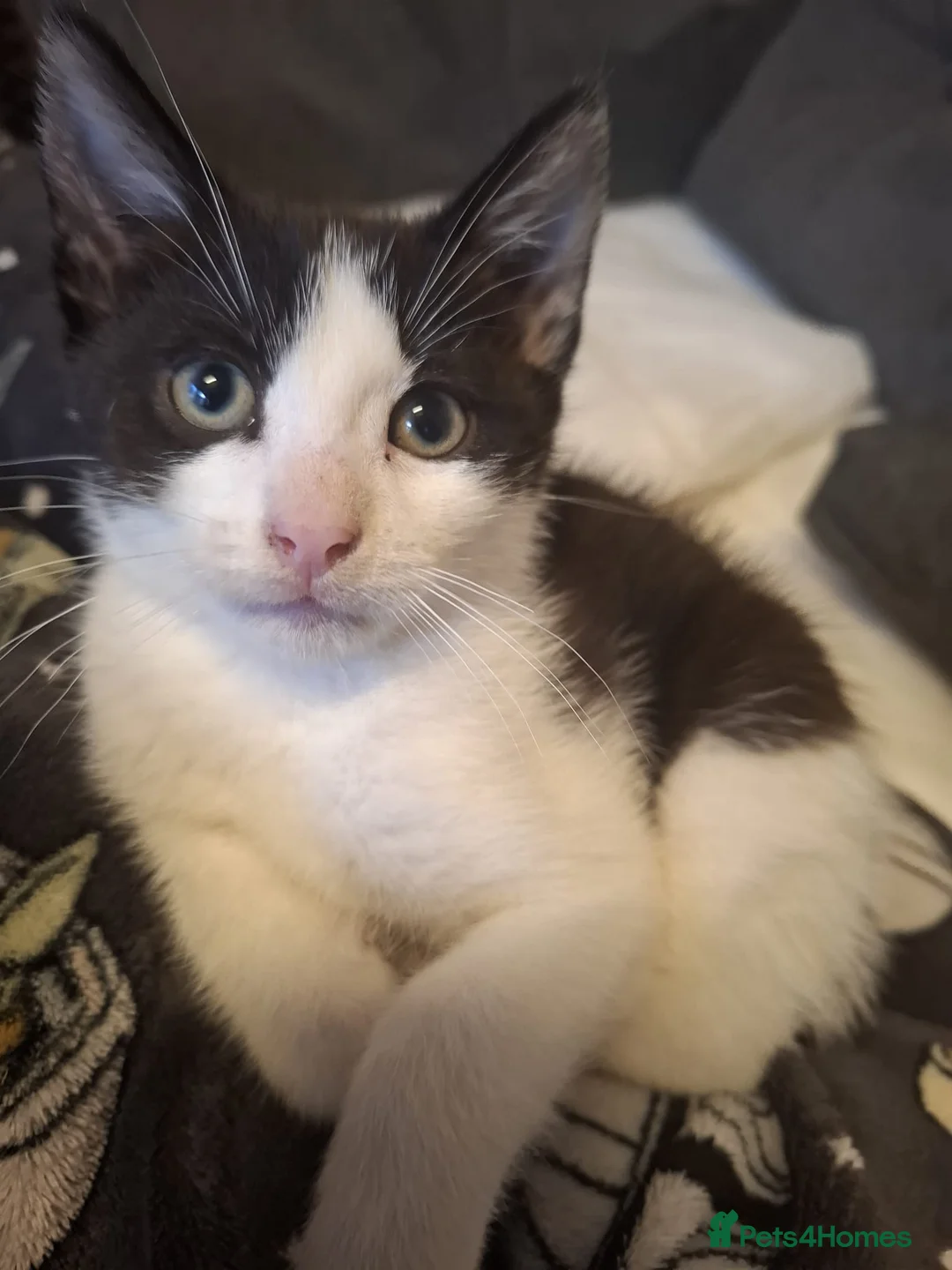 Mixed Breed cats for sale: Gorgeous Male Kitten - Advert 1