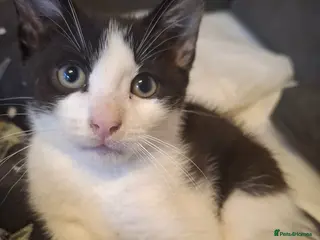 Mixed Breed cats Gorgeous Male Kitten - Advert 5