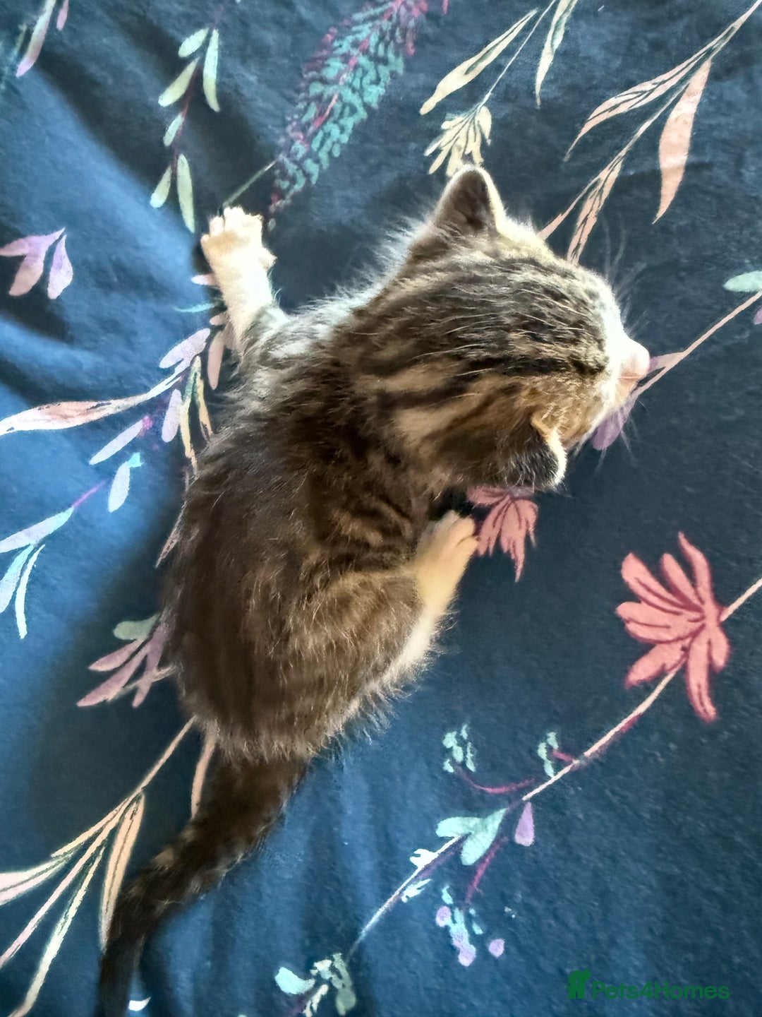 Mixed Breed cats for sale: Kittens  - Image 10