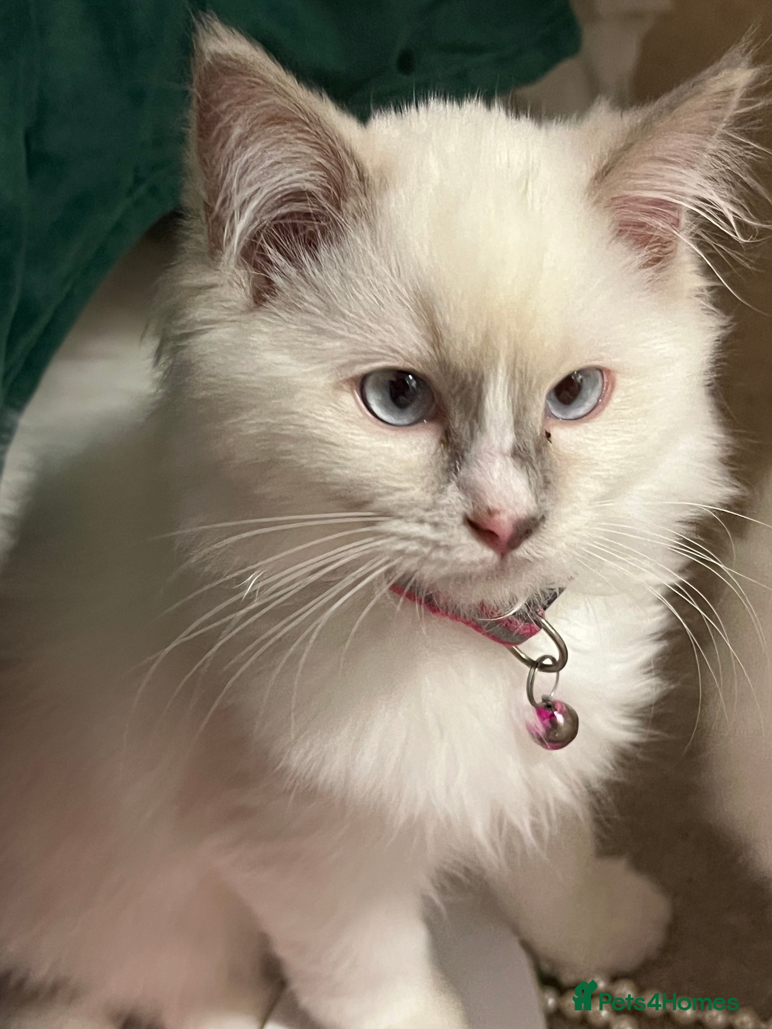 Ragdoll cats Rare blue+lilac bicolour + blue tortie kittens - Advert 12