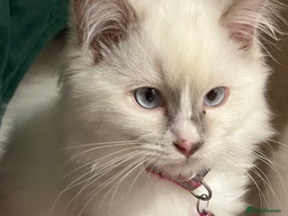 Ragdoll cats Rare blue+lilac bicolour + blue tortie kittens - Advert 14