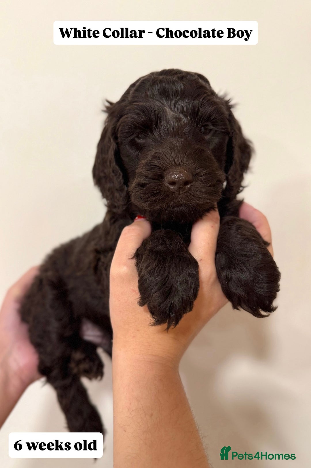 Cockapoo dogs for sale: Waiting-List Open - DNA Tested Cockapoo Puppies 🧬 - Advert 24