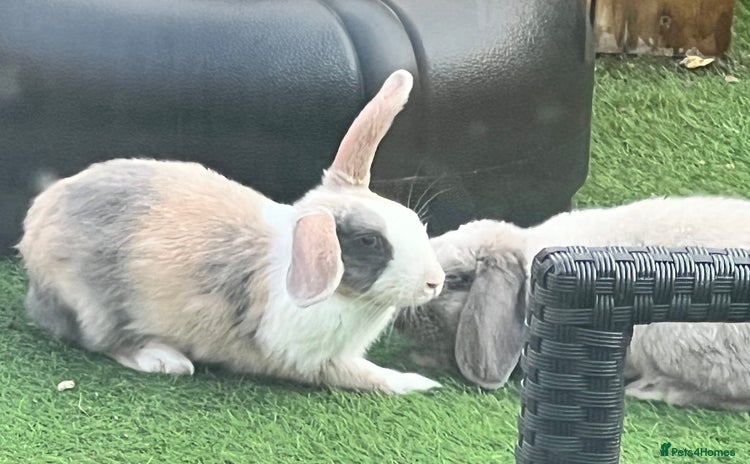 Beveren rabbits - Advert 1