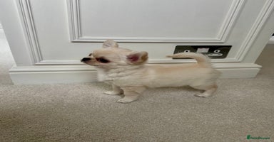 Chihuahua dogs Chihuahua puppies 2 boys 1 girl, KC Reg READY NOW  - Advert 12