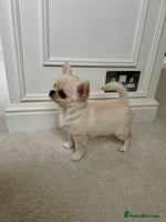 Chihuahua dogs Chihuahua puppies 2 boys 1 girl, KC Reg READY NOW - Advert 12