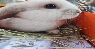 Dwarf Lop rabbits Find a home for an adorable lop-eared rabbit. - Advert 3