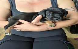 Mixed Breed dogs for sale: Jack, Springer X staffy, lurcher puppies - Image 16