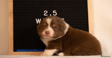 Australian Shepherd dogs - Advert 9