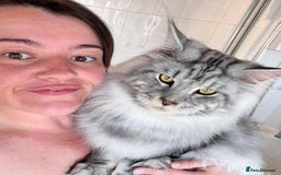 Maine Coon cats for sale: LRC MCS - ONE BLACK SMOKE FEMALE AVAILABLE - Image 8