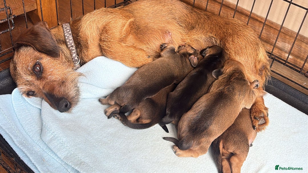 Dachshund dogs for sale: Dachshund puppies  - Image 3