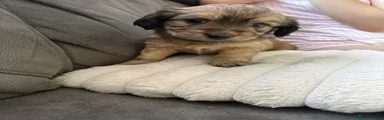 Twirl