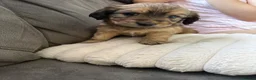 Mixed Breed dogs for sale:  Beautiful Female Puppies Ready Soon  - Advert 6