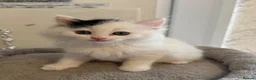 Ragdoll cats for sale: Beautiful Ragdoll kittens - Advert 18