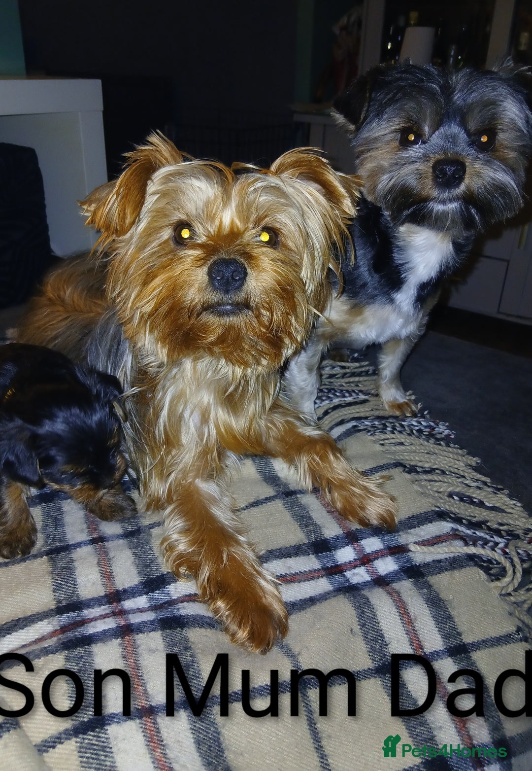 Yorkshire Terrier dogs for sale: Adorable Toy & Minatures! - Advert 10