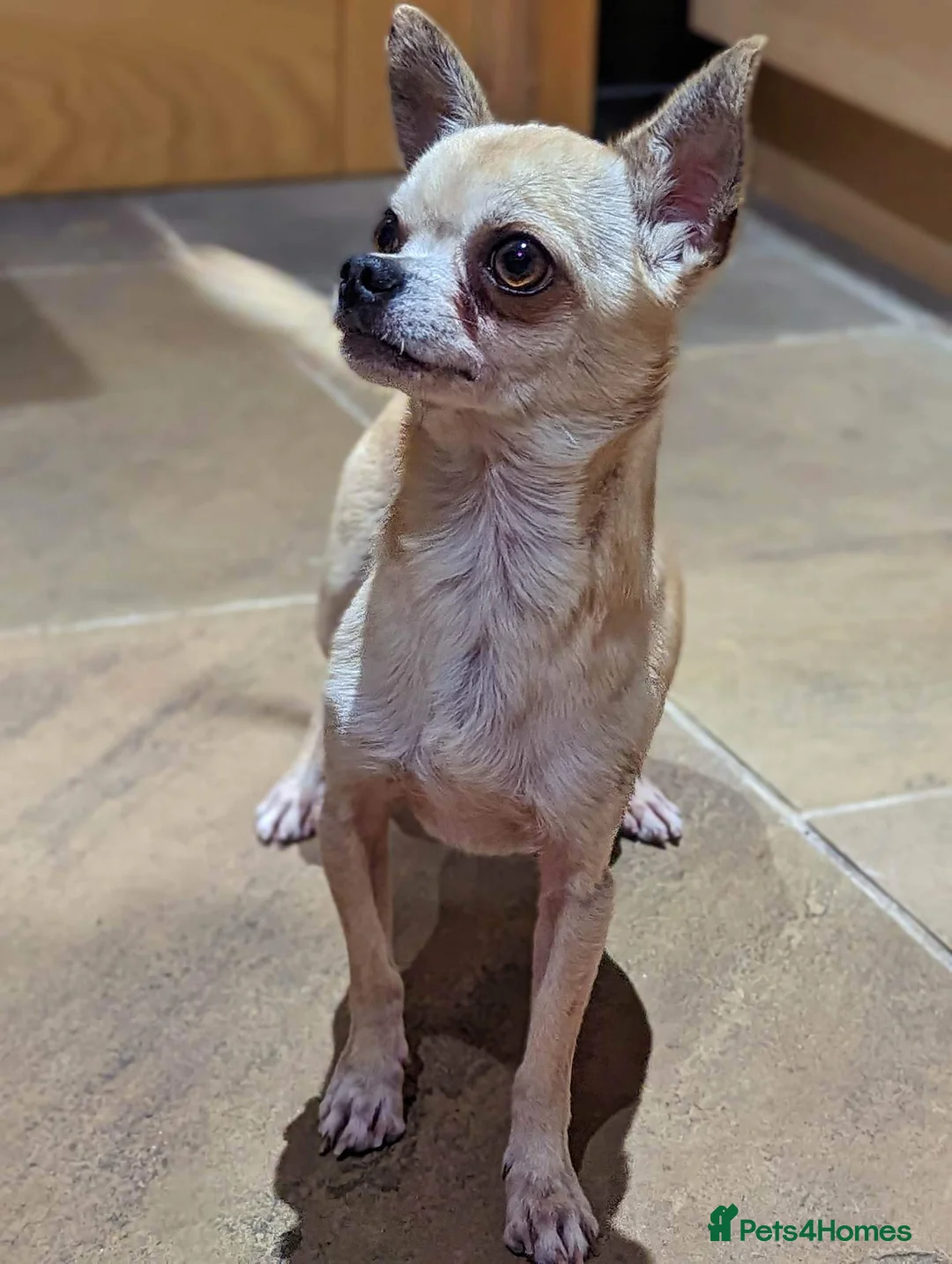 Chihuahua dogs for stud: Ronnie the Stud! in Leeds - Advert 2