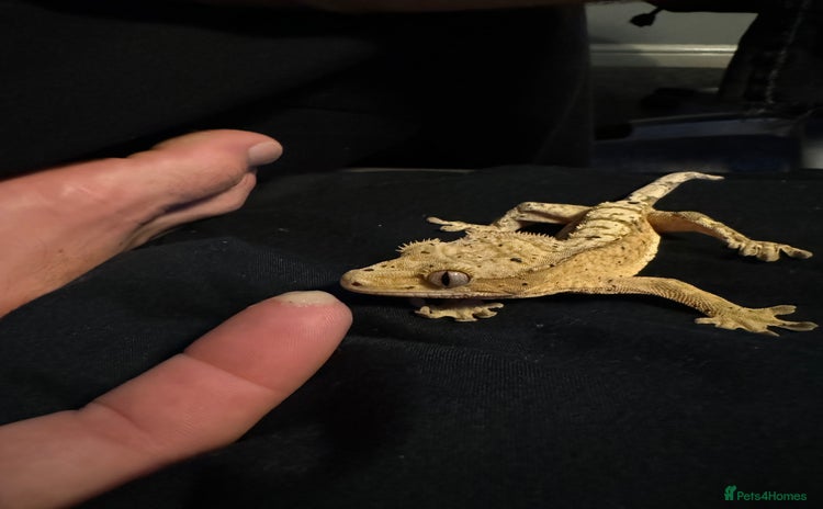 Gecko reptiles - Advert 5