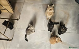 British Shorthair cats for sale: Glorious Pure BSH Kittens Ready Now! - Advert 4