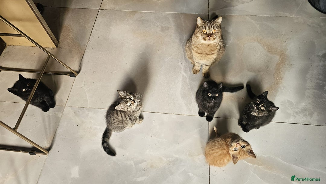 British Shorthair cats for sale: Glorious Pure BSH Kittens Ready Now! - Advert 4
