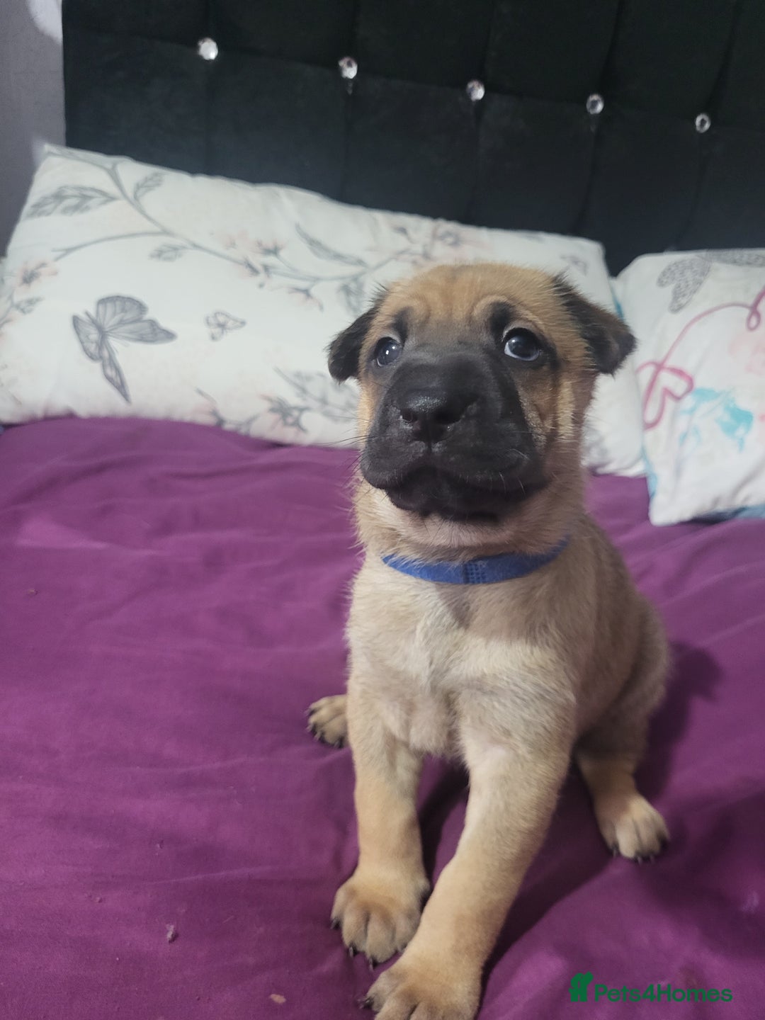 Mixed Breed dogs for sale: Belgian Malinois X Shar-pei puppies  - Image 26