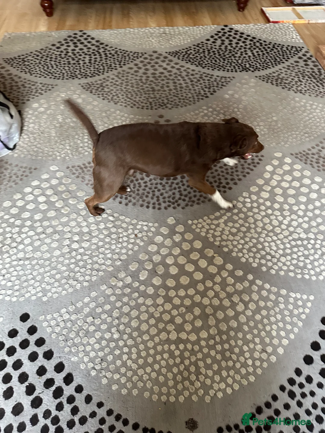 Patterdale Terrier dogs for sale: Patterdale for sale - Advert 3