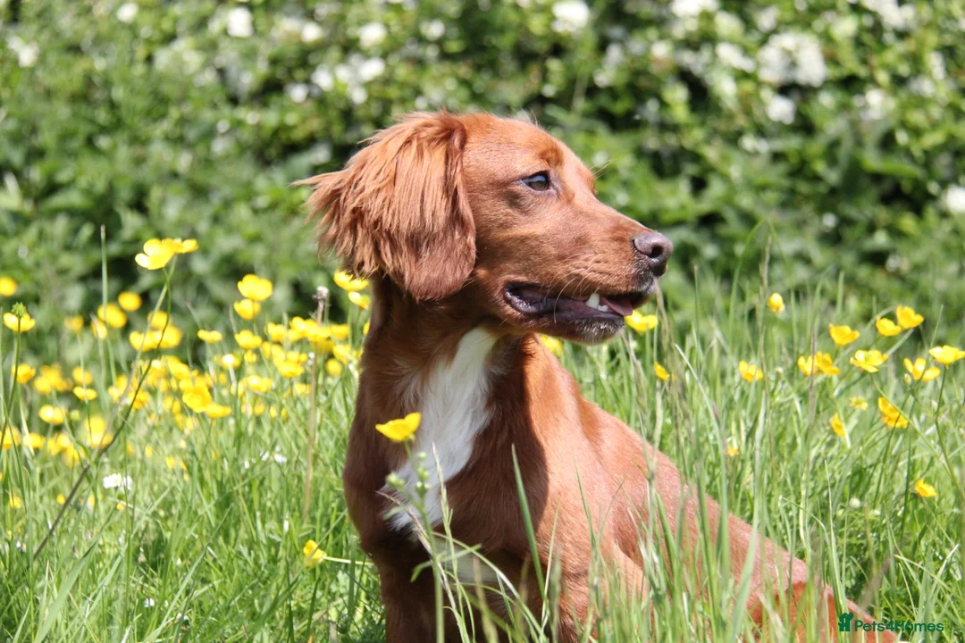 Cocker Spaniel dogs for stud: PROVEN Red Cocker Spaniel at Stud in Durham - Advert 3